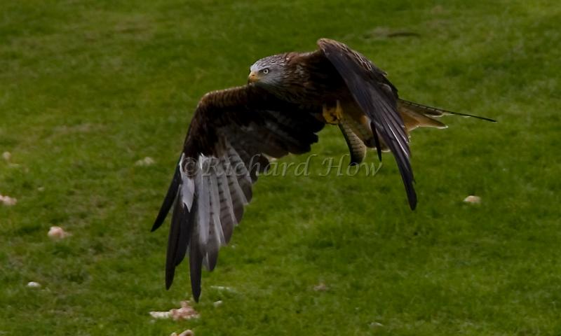 Red Kite36.jpg